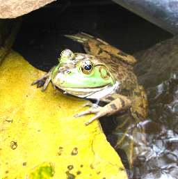 light frog