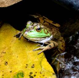 high contrast frog