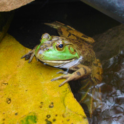 high saturation frog
