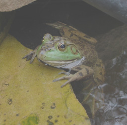 low contrast frog