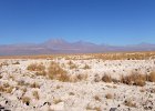 Laguna Chaxa  Salar de Atacama  Laguna Chaxa