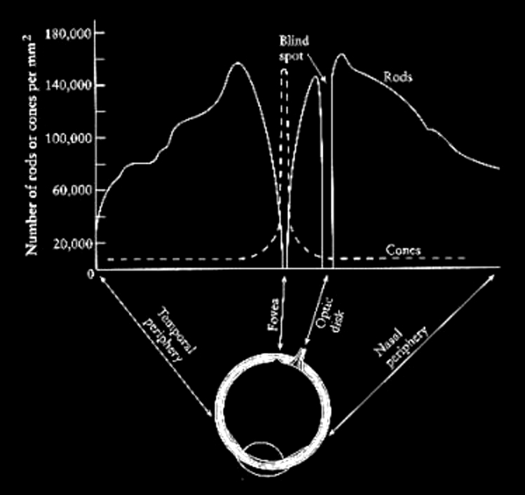 How the Eye Works