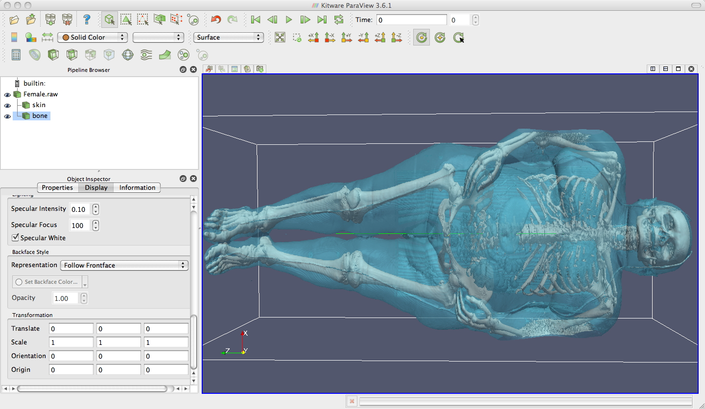 Paraview visualization of Visible Female