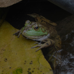 dark frog