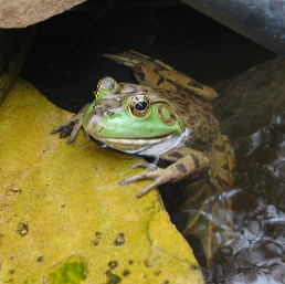 default frog photo