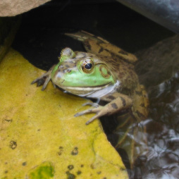 less blurry frog