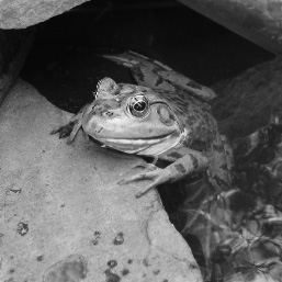 luminance of the
        frog