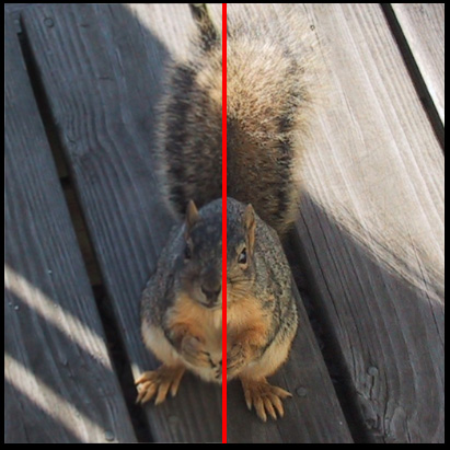 blurry squirrel