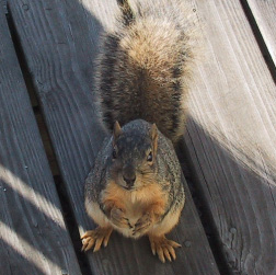 normal squirrel
