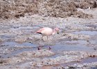 Flamingo in Laguna Chaxa  Salar de Atacama  Flamingo in Laguna Chaxa