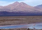 Laguna Chaxa  Salar de Atacama 2  Laguna Chaxa
