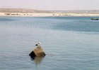 Bird at Tongoy