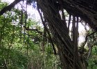 Waimea Valley  Waimea Valley