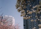 Cherry Blossom Trees in Tokyo  Cherry Blossom Trees in Tokyo