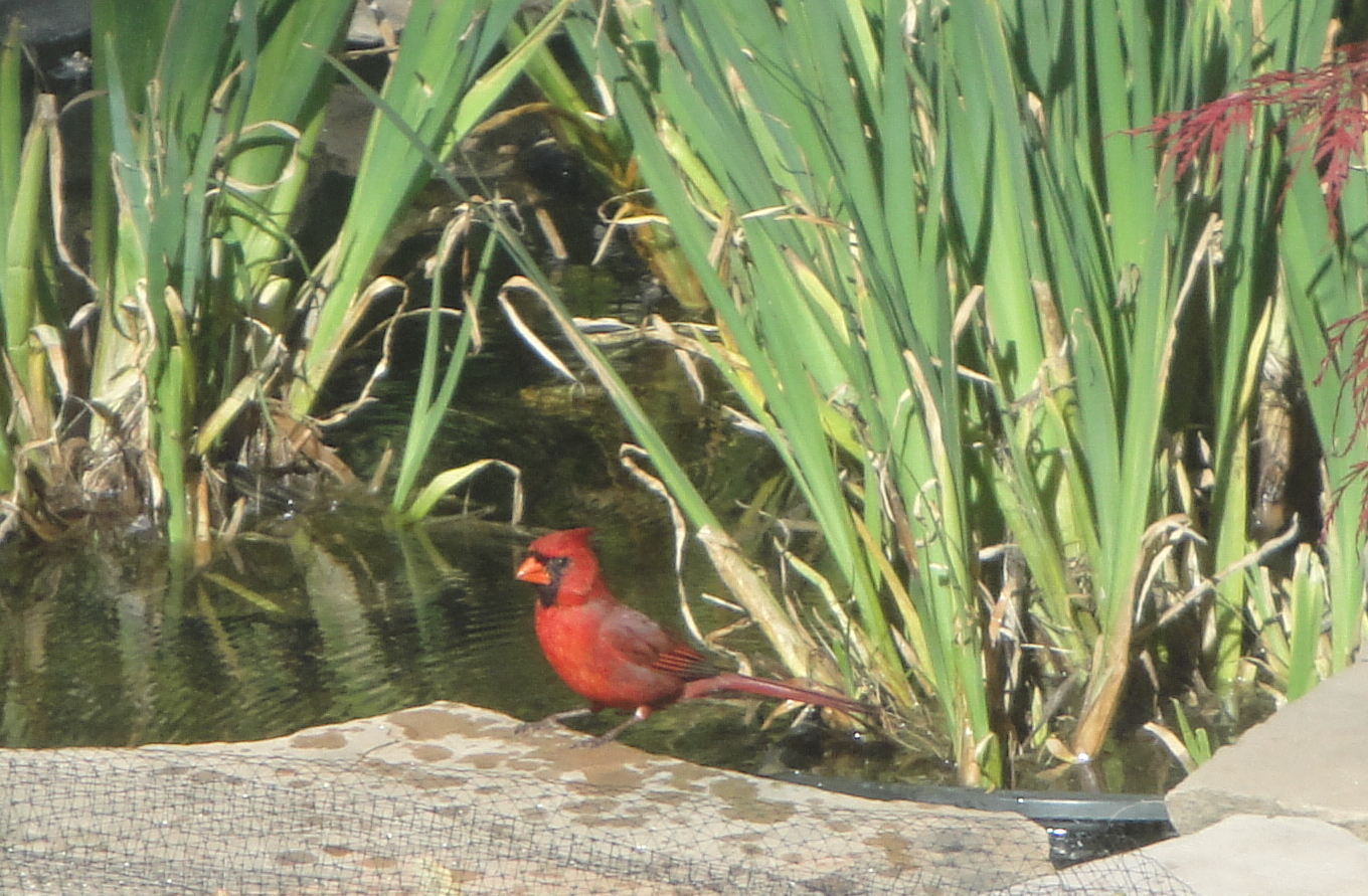 cardinal