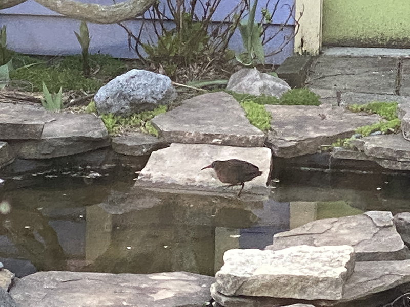 Virginia Rail in
        Pond in Spring 2022