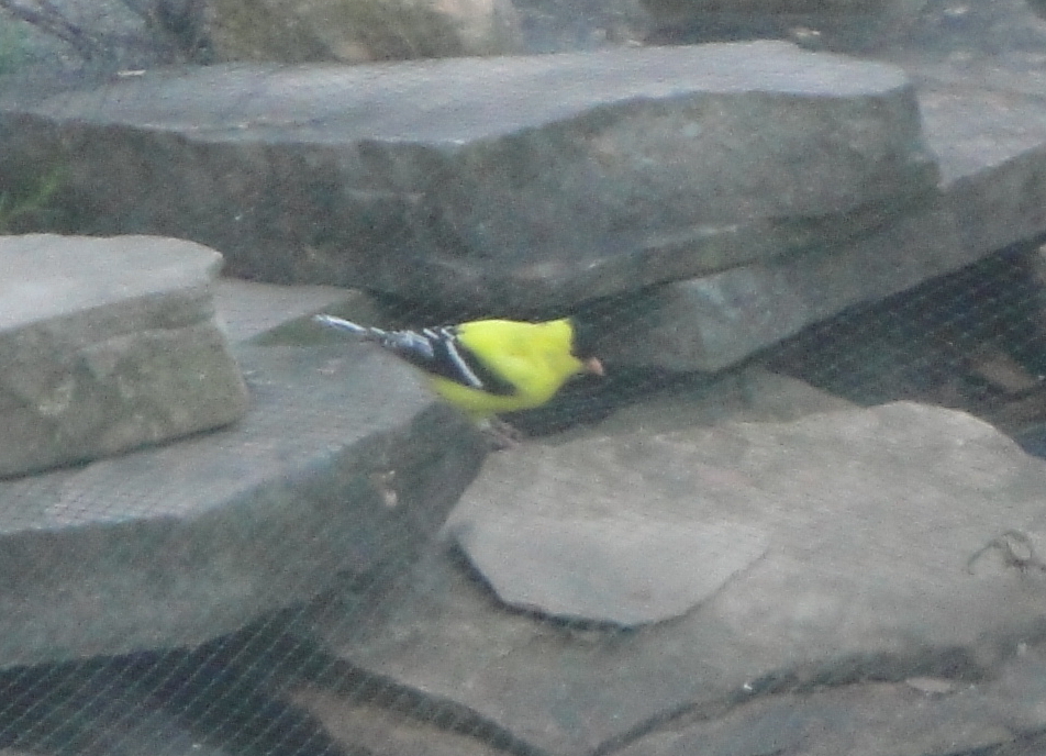 yellow bird