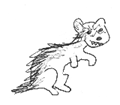 Ferret