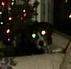 Demon Dog