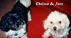 Chelsea and Jazz!