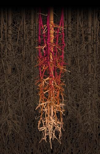 EVL Student Receives 1st Place in 2012 UIC Image of Research Competition