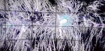 Dark matter halos and their ancestry