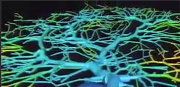 A Purkinje neuron rendered for study