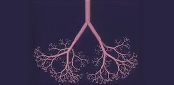 Human airways visualized for medical study