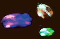 Interpreting Sangyoon Lee’s concept of life force