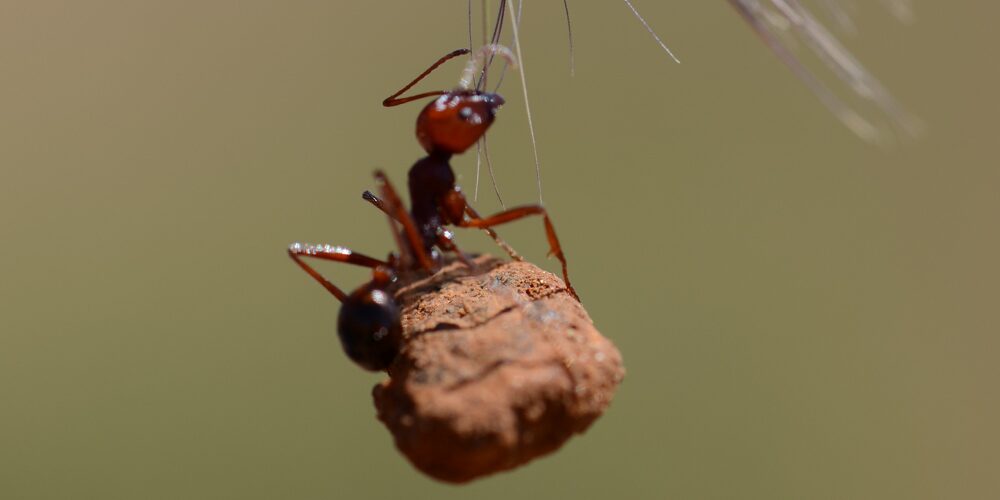 Context-dependent navigation in a collectively foraging species of ant, <em>Messor cephalotes</em>