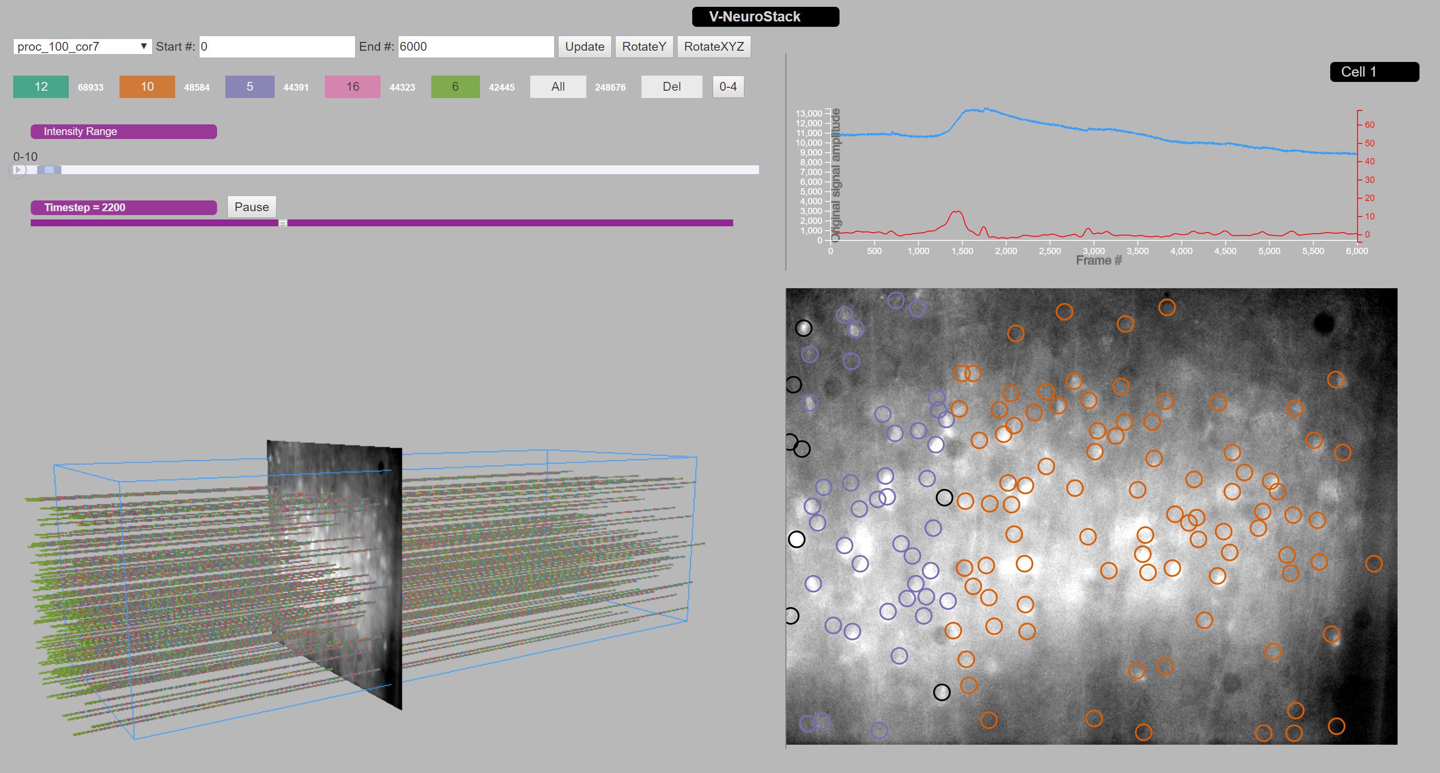 V-NeuroStack: 3-D time stacks for finding patterns in spontaneous activity of neurons in mouse brain slice