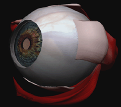 3D Virtual Eye