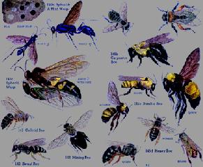 image of insects