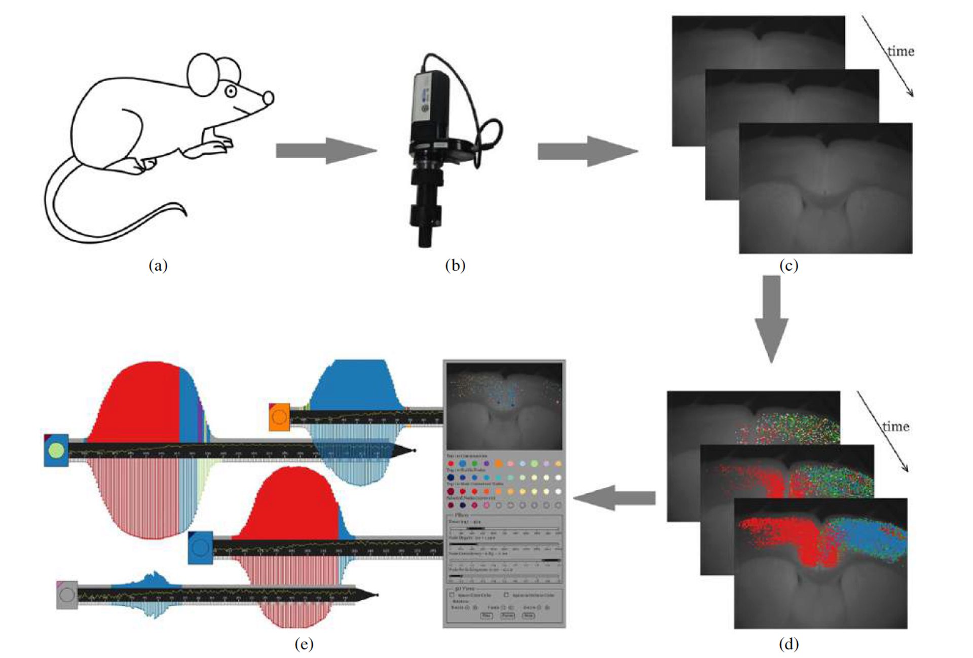 Flow diagram: (a) mouse brain, (b) camera, (c) time-series imaging data of mouse brain slices, (d) generate dynamic communities using DNA and (e) present the analysis results using the SwordPlots visualization.