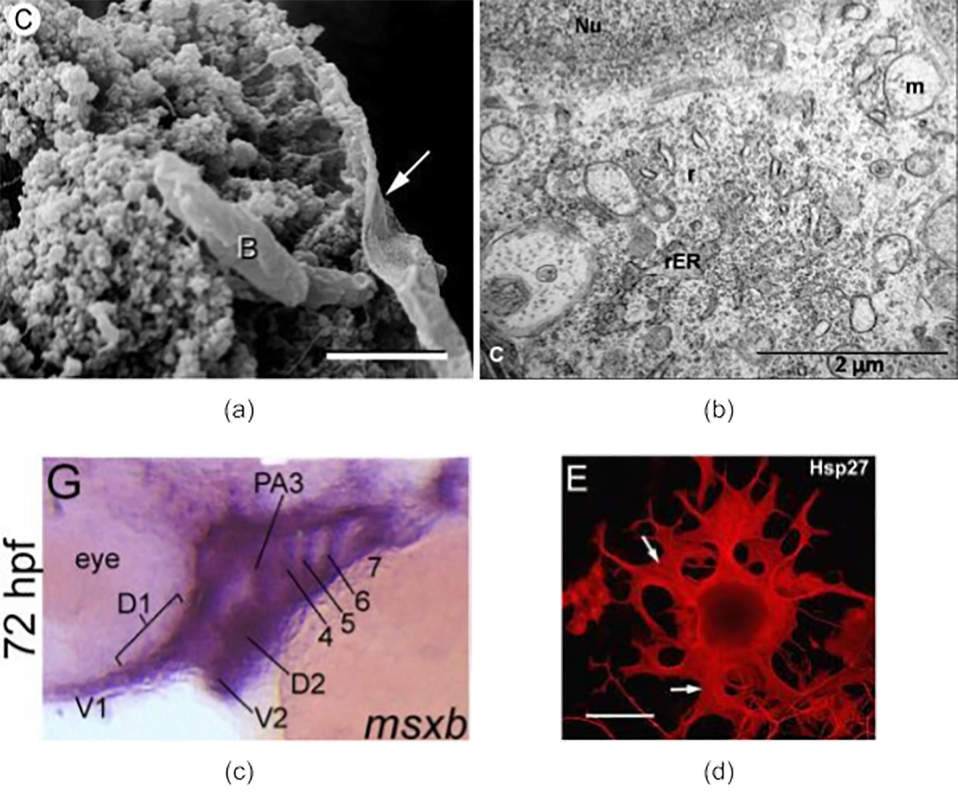 Four microscopy images from the ImageCLEF dataset showcasing different modalities: (a) Electron microscopy (DMEL), (b) Transmission microscopy (DMTR), (c) Light microscopy (DMLI), and (d) Fluorescence microscopy (DMFL).