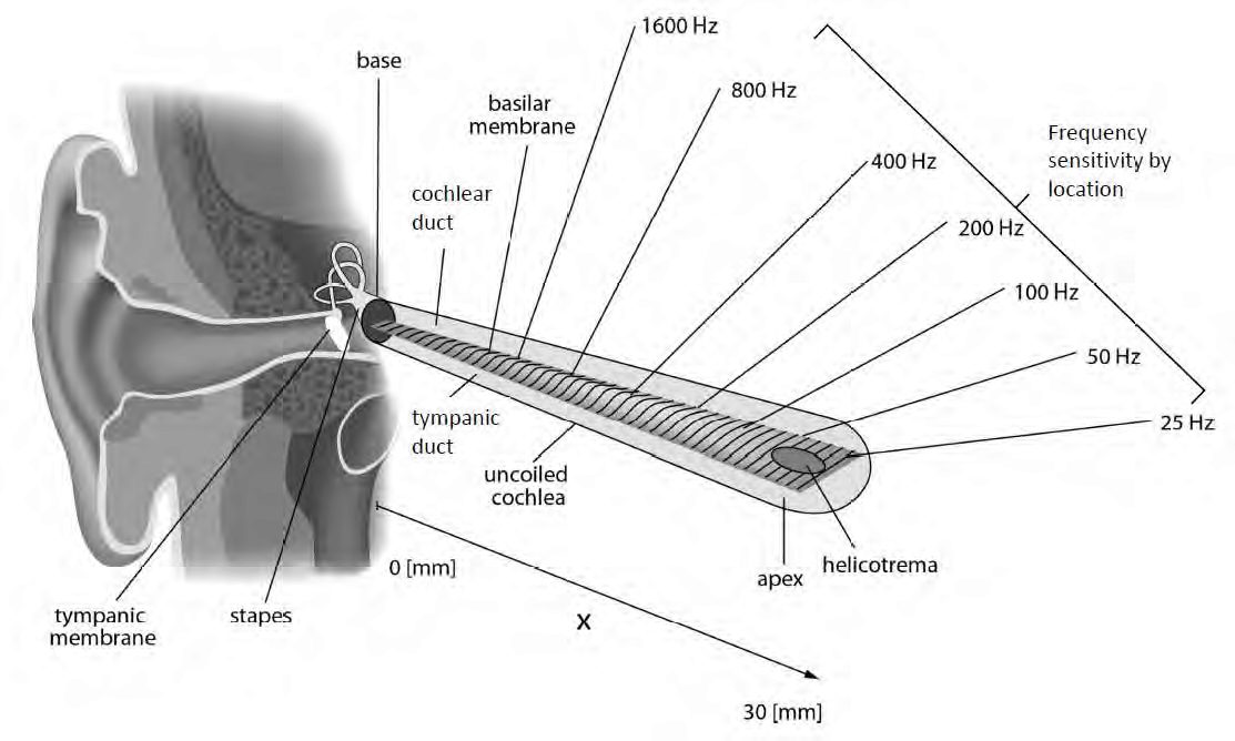 Unwrapped Schematic of Cochlea