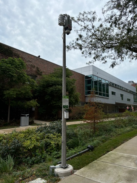Wild sage node on UIC west campus